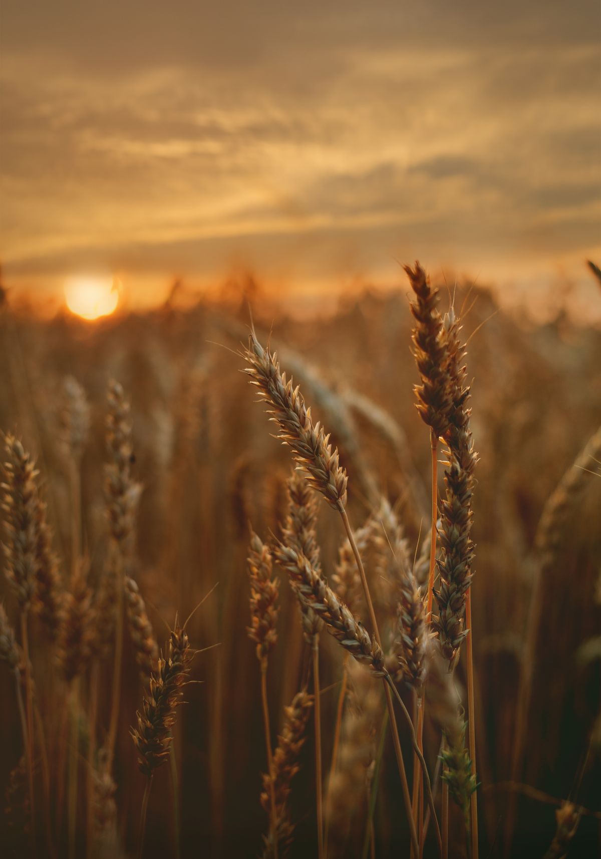Grain Drying Monitoring for Agriculture
